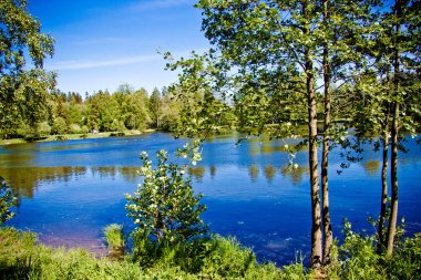 Mavi gökyüzünün altındaki temiz orman gölü