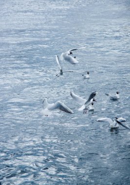 Suyun üstündeki martılar mavi gökyüzüne karşı bir sürü halinde havalanıyorlar.