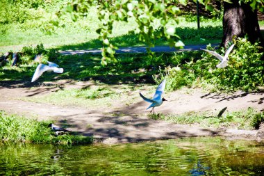beyaz martı orman arasında su üzerinde uçar