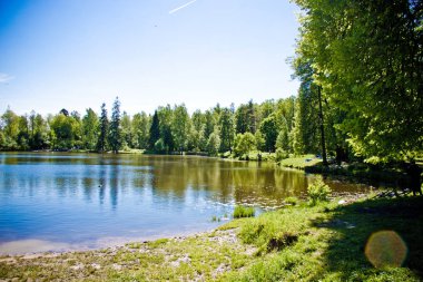 Yeşil bir ormanın ortasında güneşli bir gökyüzüne karşı