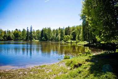 Yeşil bir ormanın ortasında güneşli bir gökyüzüne karşı