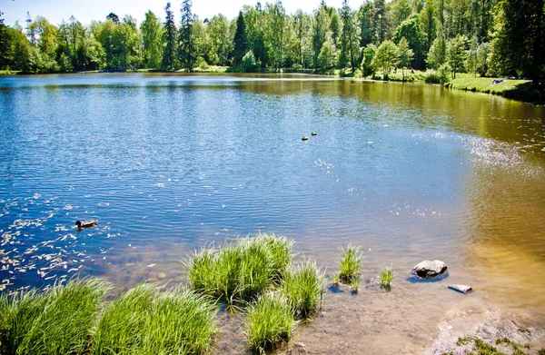 Чистое Лесное Озеро Голубым Небом — стоковое фото