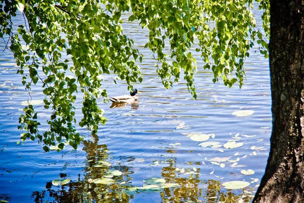 Чисте Лісове Озеро Під Блакитним Небом — стокове фото