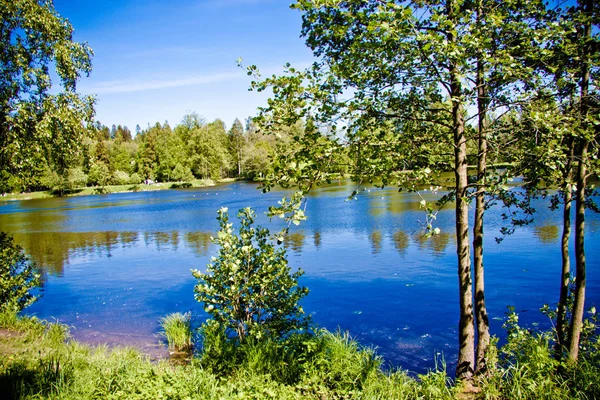 Clear Forest Lake Blue Sky — Stock Photo, Image