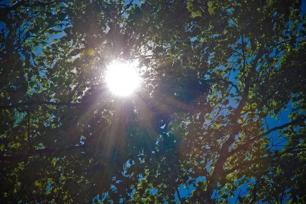 Äste Mit Grünen Blättern Auf Einem Hintergrund Aus Sonnenstrahlen — Stockfoto