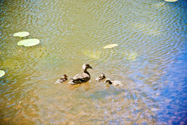 Wild Gray Duck Ducklings Water Forest Lake Swims Shore — Stock Photo, Image