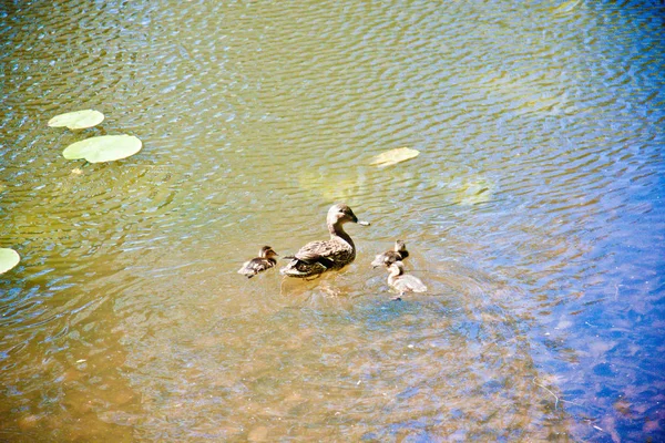 Grauente Mit Entchen Schwimmt Wasser Eines Waldsees Ans Ufer — Stockfoto