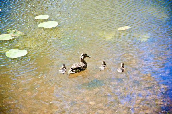 Grauente Mit Entchen Schwimmt Wasser Eines Waldsees Ans Ufer — Stockfoto