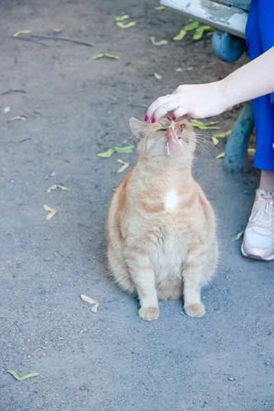 Червона Кішка Парку Шматок Яса Жіночих Рук — стокове фото