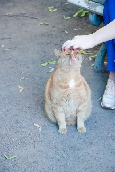 Parkta kırmızı kedi var. Kadın ellerinden bir parça et var.