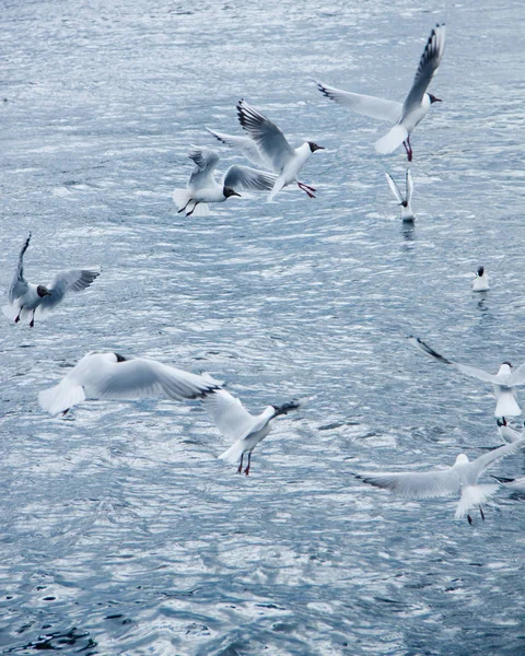 Gaviotas Del Río Sobre Agua Despegan Una Bandada Contra Cielo — Foto de Stock