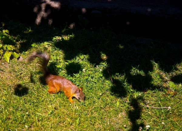 Punainen Orava Puistossa Kerjää Pähkinöitä — kuvapankkivalokuva