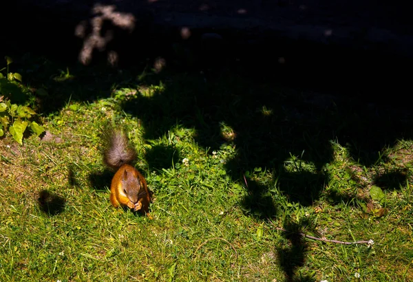 Rotes Eichhörnchen Park Bettelt Nüsse — Stockfoto