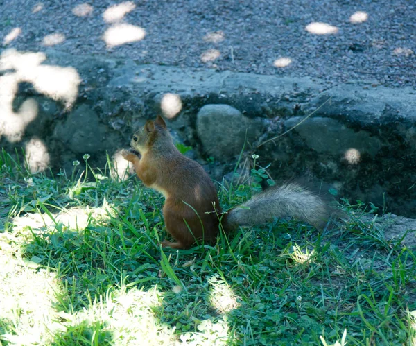 Rotes Eichhörnchen Park Bettelt Nüsse — Stockfoto