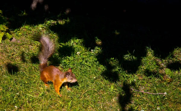 Rotes Eichhörnchen Park Bettelt Nüsse — Stockfoto