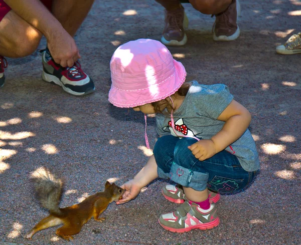 Rotes Eichhörnchen Park Bettelt Nüsse — Stockfoto