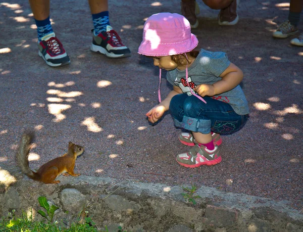 Rotes Eichhörnchen Park Bettelt Nüsse — Stockfoto