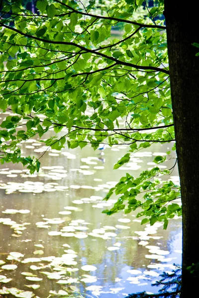 野生の灰色のアヒルが木の枝を背景に湖に浮かぶ — ストック写真
