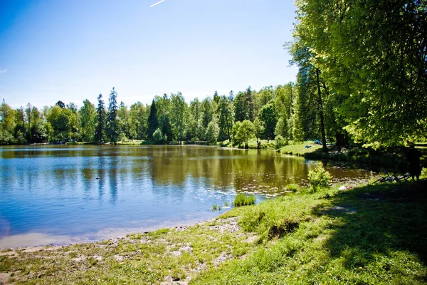 Озеро Посреди Зеленого Леса Фоне Солнечного Неба — стоковое фото