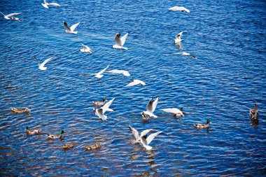 Nehir martıları, mavi gökyüzünün arka planında suyun üzerinde kıvrılır.