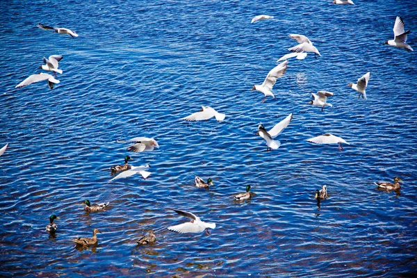 Річкові Мартіни Виходять Над Водою Фоні Блакитного Неба — стокове фото