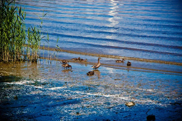 Canards Sauvages Avec Des Canetons Gris Sur Rive Rivière Parmi — Photo