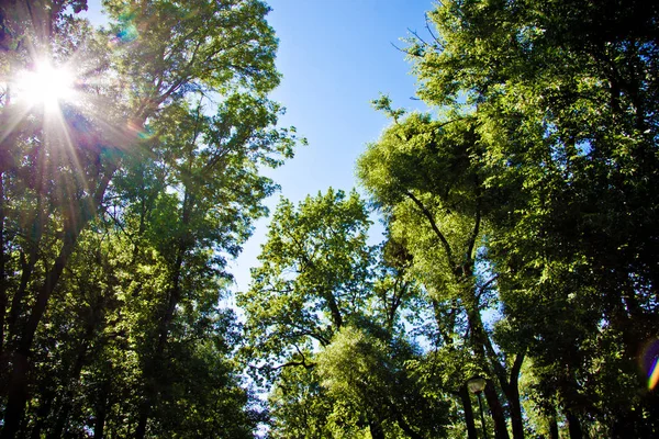 Festliche Seifenblasen Vor Blauem Himmel Und Grünen Bäumen — Stockfoto