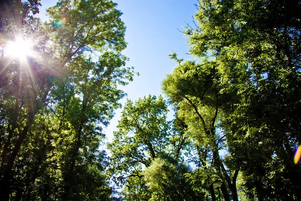 Festliche Seifenblasen Vor Blauem Himmel Und Grünen Bäumen — Stockfoto