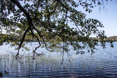 Orman gölünün panoramik manzarası