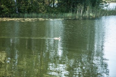 Orman gölünün panoramik manzarası