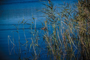 Kıyıya yakın berrak sularda vahşi gri ördek