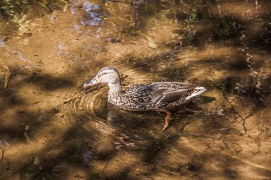 Kıyıya yakın berrak sularda vahşi gri ördek