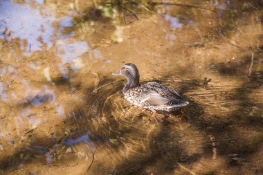 Kıyıya yakın berrak sularda vahşi gri ördek