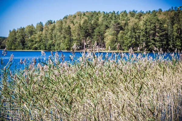 Panorama Över Skogssjön — Stockfoto