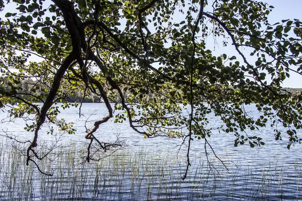 Vista Panorâmica Lago Floresta — Fotografia de Stock