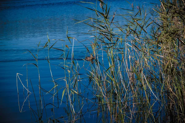 Graue Wildente Klaren Wasser Ufernähe — Stockfoto