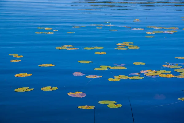 Yeşil Nilüferlerle Kaplı Mavi Bir Orman Gölünün Yüzeyi — Stok fotoğraf