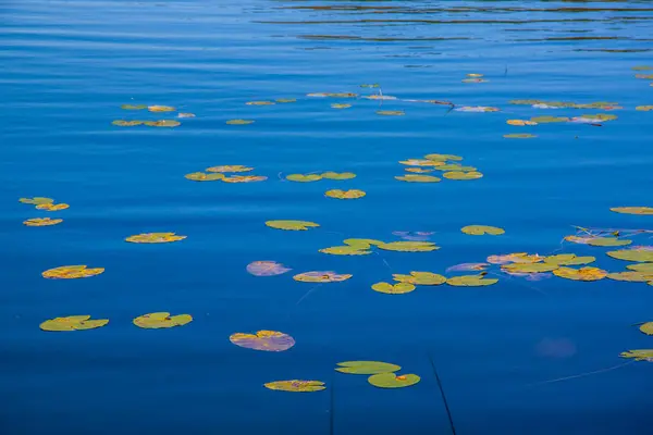 Wasseroberfläche Eines Waldsees Von Blauer Farbe Mit Grünen Seerosen Bedeckt — Stockfoto