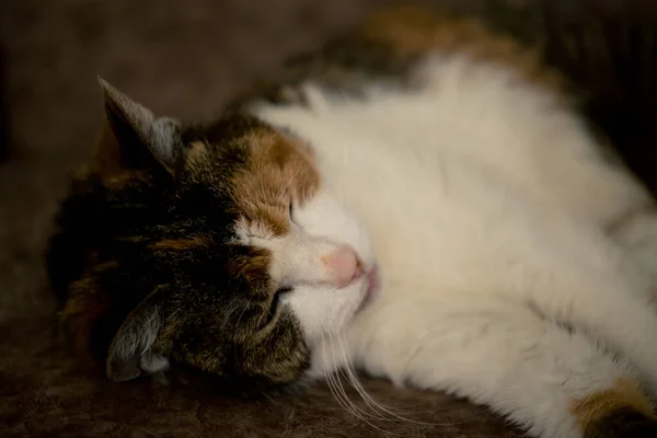 Tricolor Gatinho Deitado Sofá Fechar Até — Fotografia de Stock