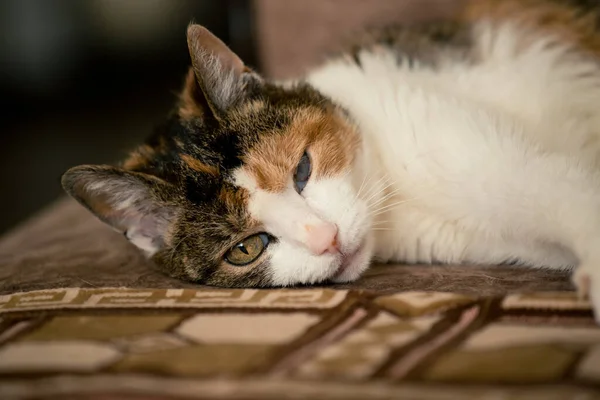 Tricolor Gatinho Deitado Sofá Fechar Até — Fotografia de Stock