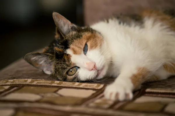 Tricolor Gatinho Deitado Sofá Fechar Até — Fotografia de Stock