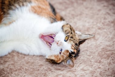 Üç renkli kedi yavrusu kanepede uzanıyor.