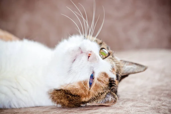 Üç renkli kedi yavrusu kanepede uzanıyor.