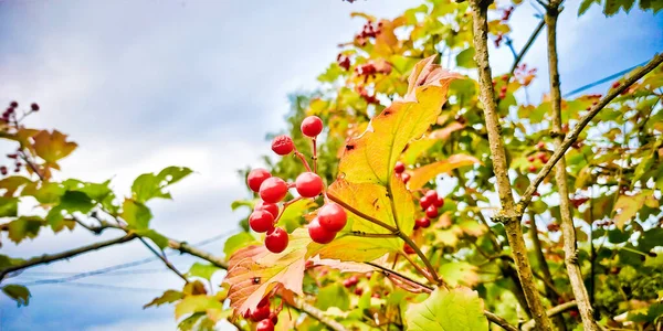 Žluté Podzimní Listy Zblízka Spolu Jasně Červenými Bobulemi — Stock fotografie