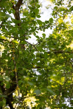 Yeşil erik el altında