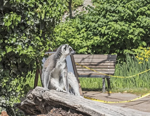 Un lémurien à queue cerclée assis sur un arbre — Photo