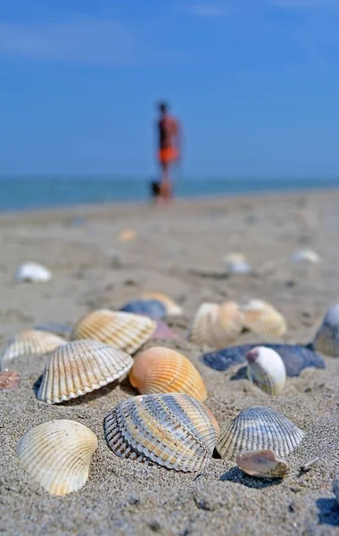 Mer et coquillages. Plage et coquillages colorés gros plan sur la côte de la plage — Photo