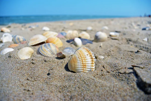 Morze i muszle. Plaża i kolorowe muszle zbliżenie na wybrzeżu plaży — Zdjęcie stockowe