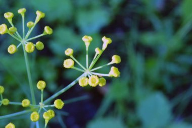 Bulanık yeşil yumuşak zemin üzerine bırakır. Odaklanmamış soyut doğa arka plan