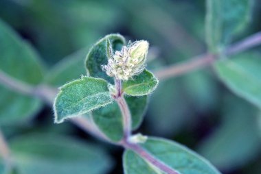 Bulanık yeşil yumuşak zemin üzerine bırakır. Odaklanmamış soyut doğa arka plan